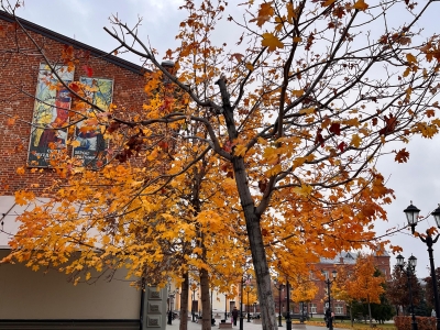 деревья осенью