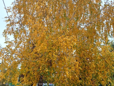 Осенний пейзаж