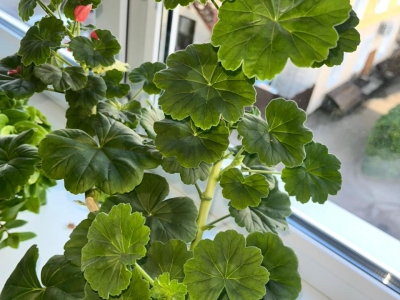 комнатный цветок