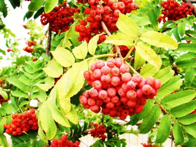 Рябина красная