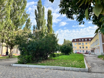 деревья в городе