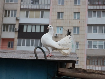 Белый голубь