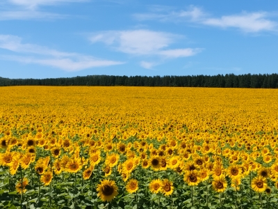 Подсолнухи