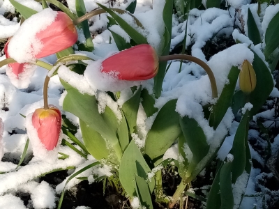 Тюльпаны в снегу