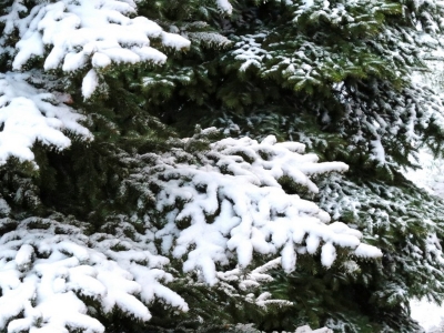 Снег на ветках ели