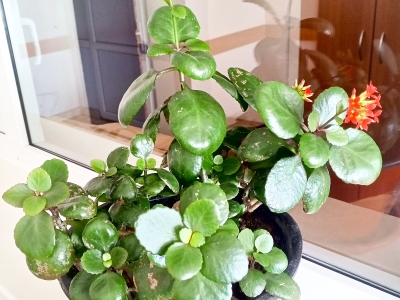 Комнатные цветы