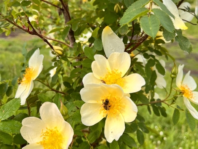 шиповник зацвела