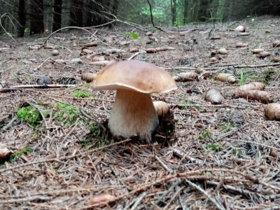 Сказочный гриб