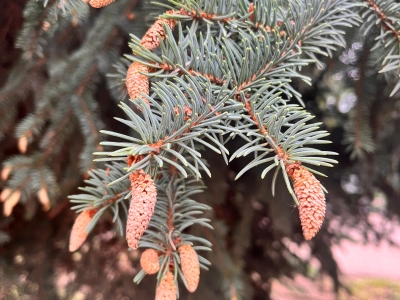 елочные шишки