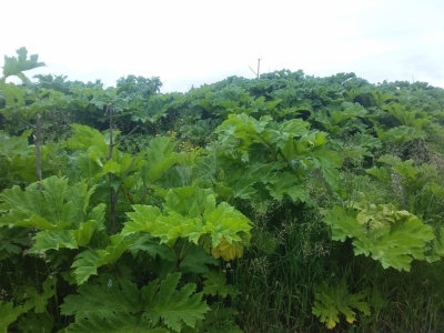 Борщевик Сосновского