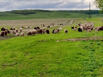 Отара овец