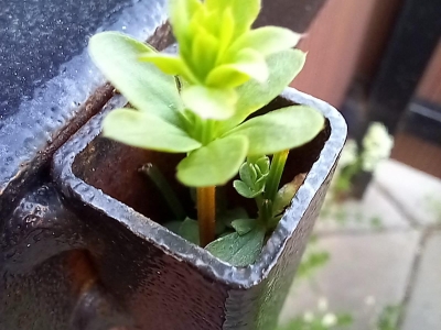 комнатный цветок