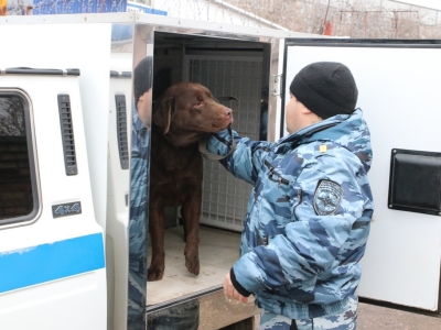 Кинологическая служба ОМВД