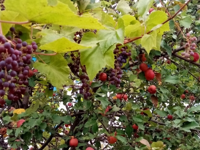 Сад в одном лице