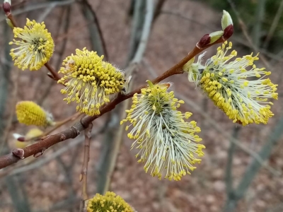 Цветущая ива