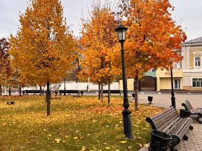 Кленовые деревья в сквере