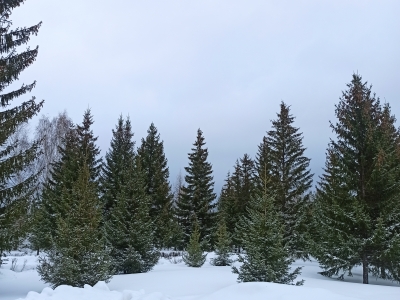 Природа зимой