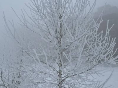 дерево в инее