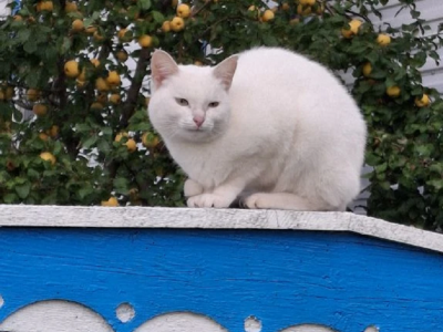 Белая кошка на фоне яблони