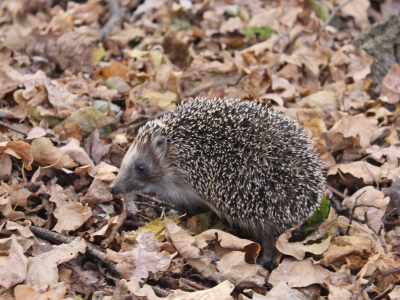 Ёж в дубовой листве