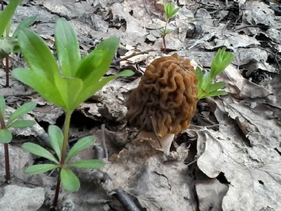 Сморчок. Весенние грибы