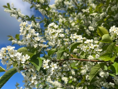 яблоня зацвела