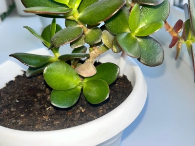 Толстянка "крассула"