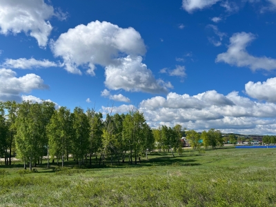 деревья на природе