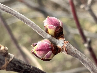 почки набухают