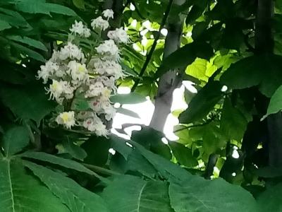 Цветущий конский каштан