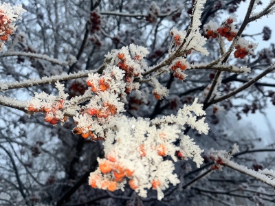 Рябина  зимой