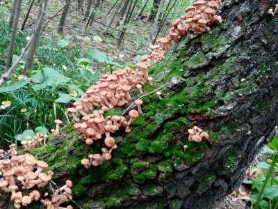 Береза заросшая опятами