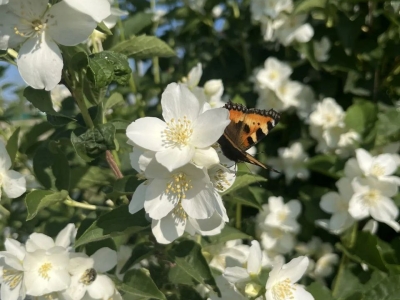 Цветущий сад
