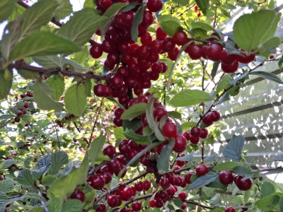 Войлочная вишня