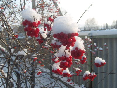 Калина под снегом зимой