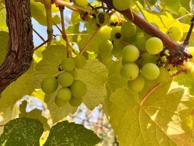 виноград спелый