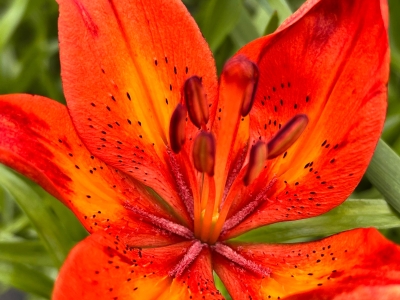 комнатный цветок