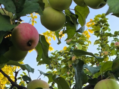 Плоды, яблоки