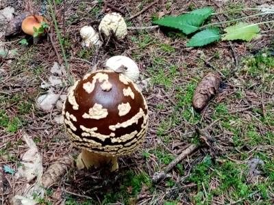 Ядовитый гриб