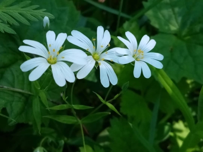 Звездчатка