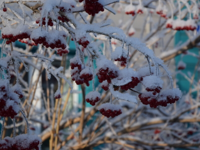 Зимние кадры