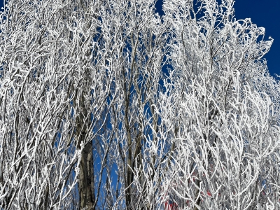 деревья в инее