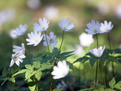 Подснежники