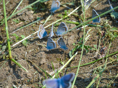 Бабочки голубянки
