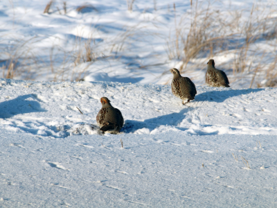 Серые куропатки