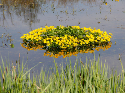 Калужница болотная