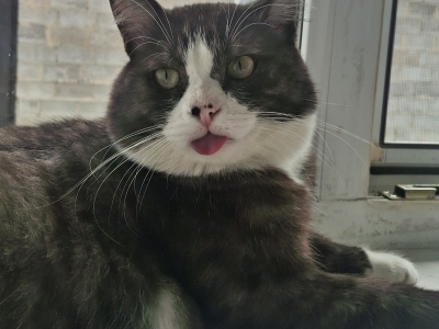 Кот