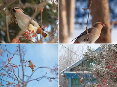 Свиристели