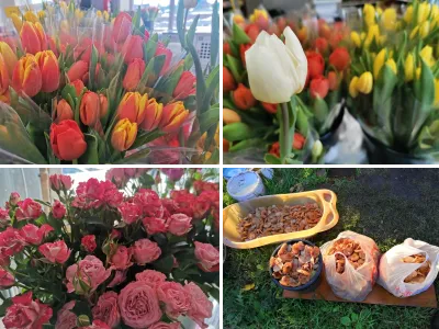 Цветы, грибы, лес