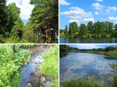 Лес у воды летом